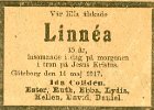 Linnea-Collden-1917.jpg